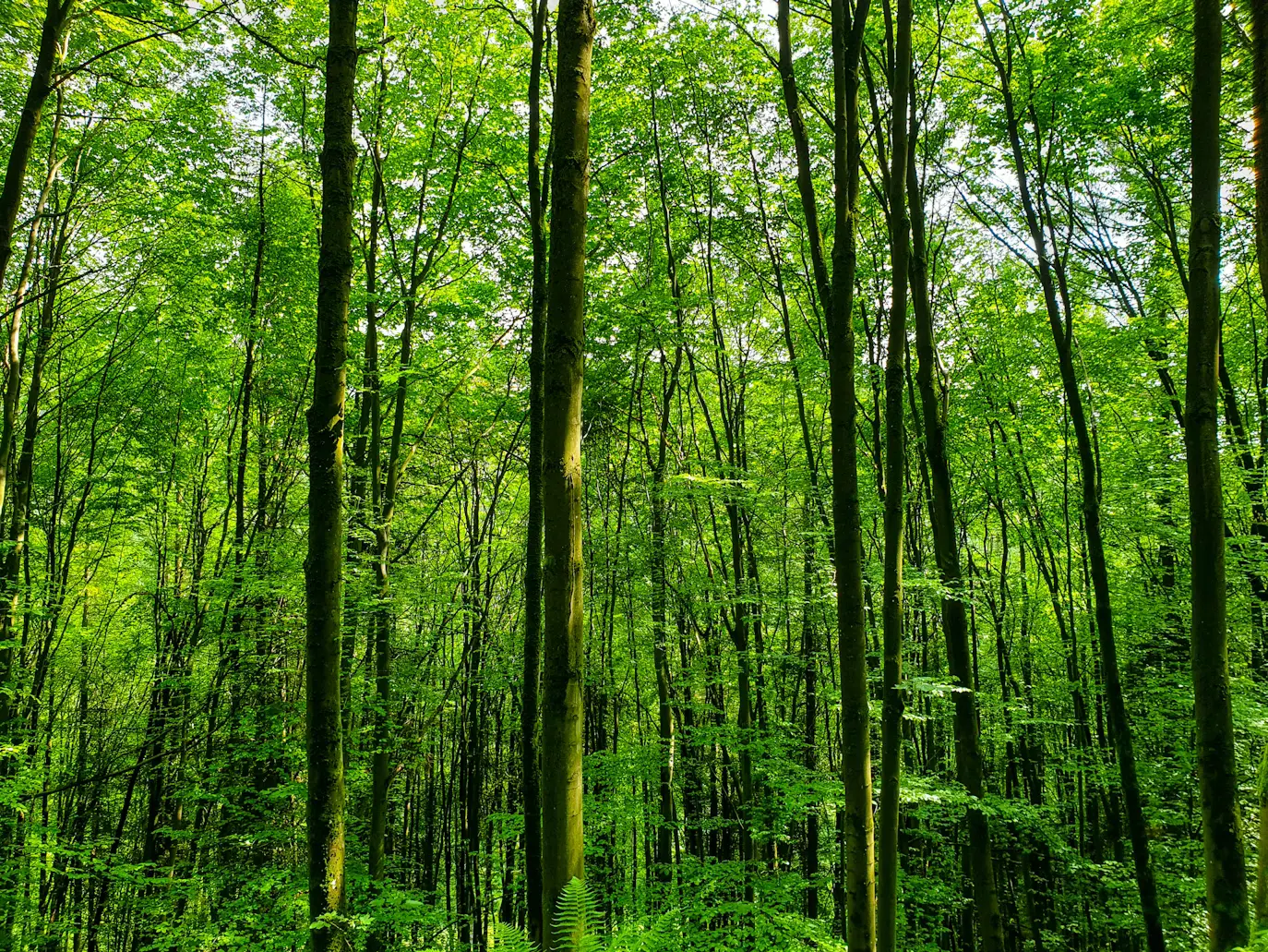 Grüner Wald von Lara Danica Schwegler