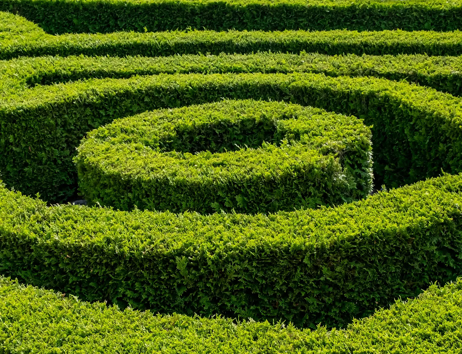 ein wunderschönes Muster im Garten von Lara Danica Schwegler